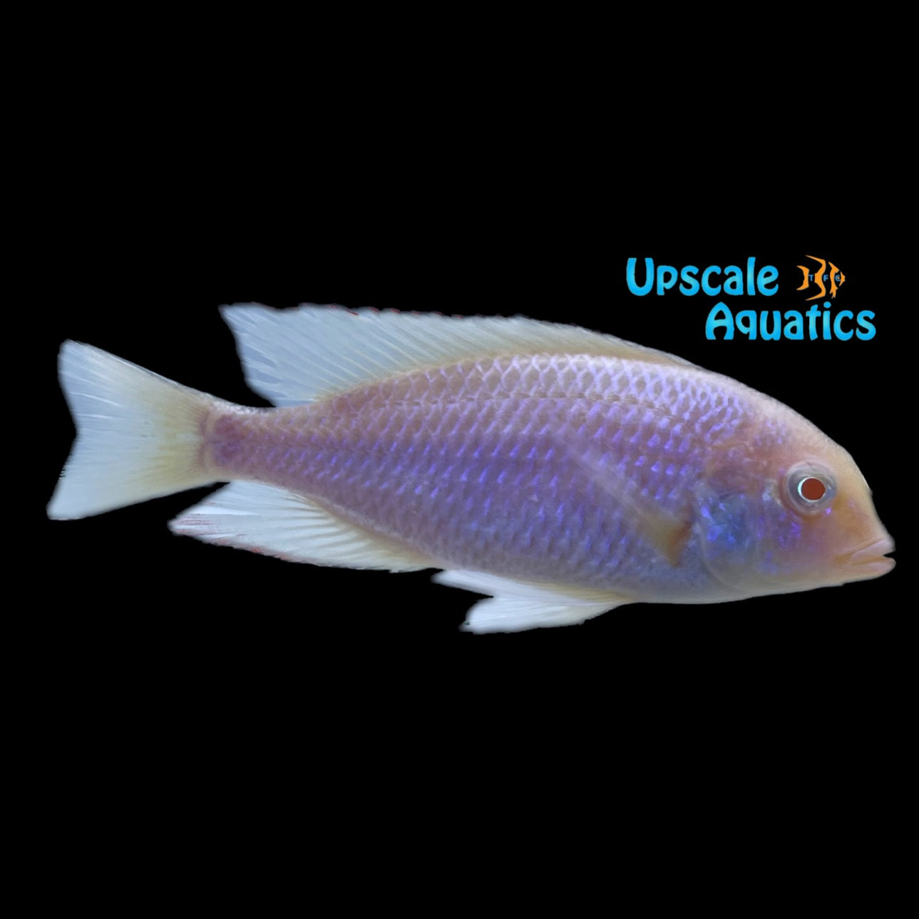 Albino Blue Dolphin Cichlid Cyrtocara Moorii Albino Upscale Aquatics albino-blue-dolphin-cichlid-cyrtocara-moorii-albino-upscale-aquatics