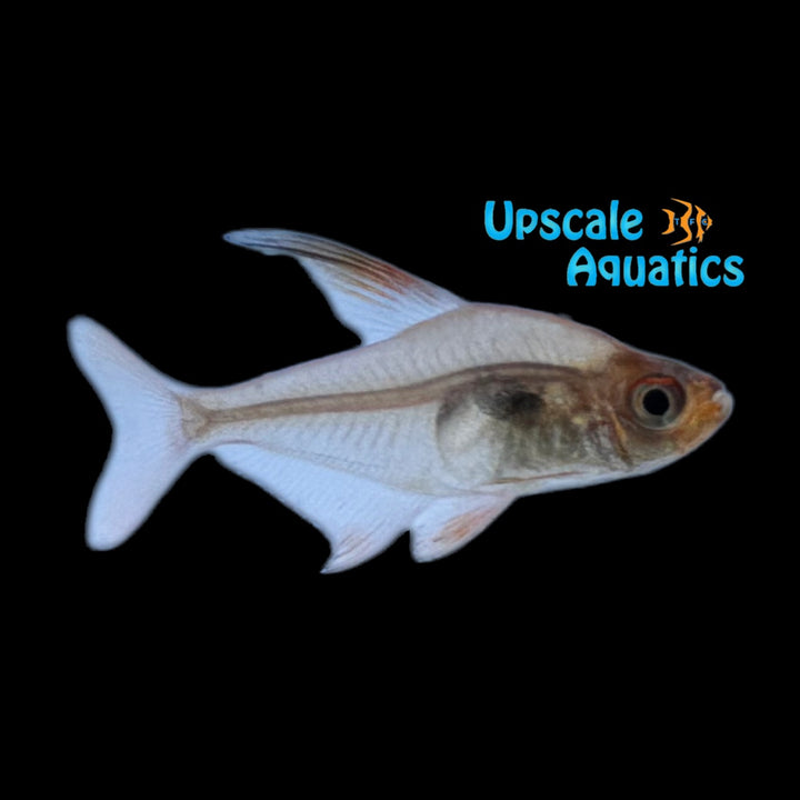 Red Phantom Tetra (Hyphessobrycon sweglesi)