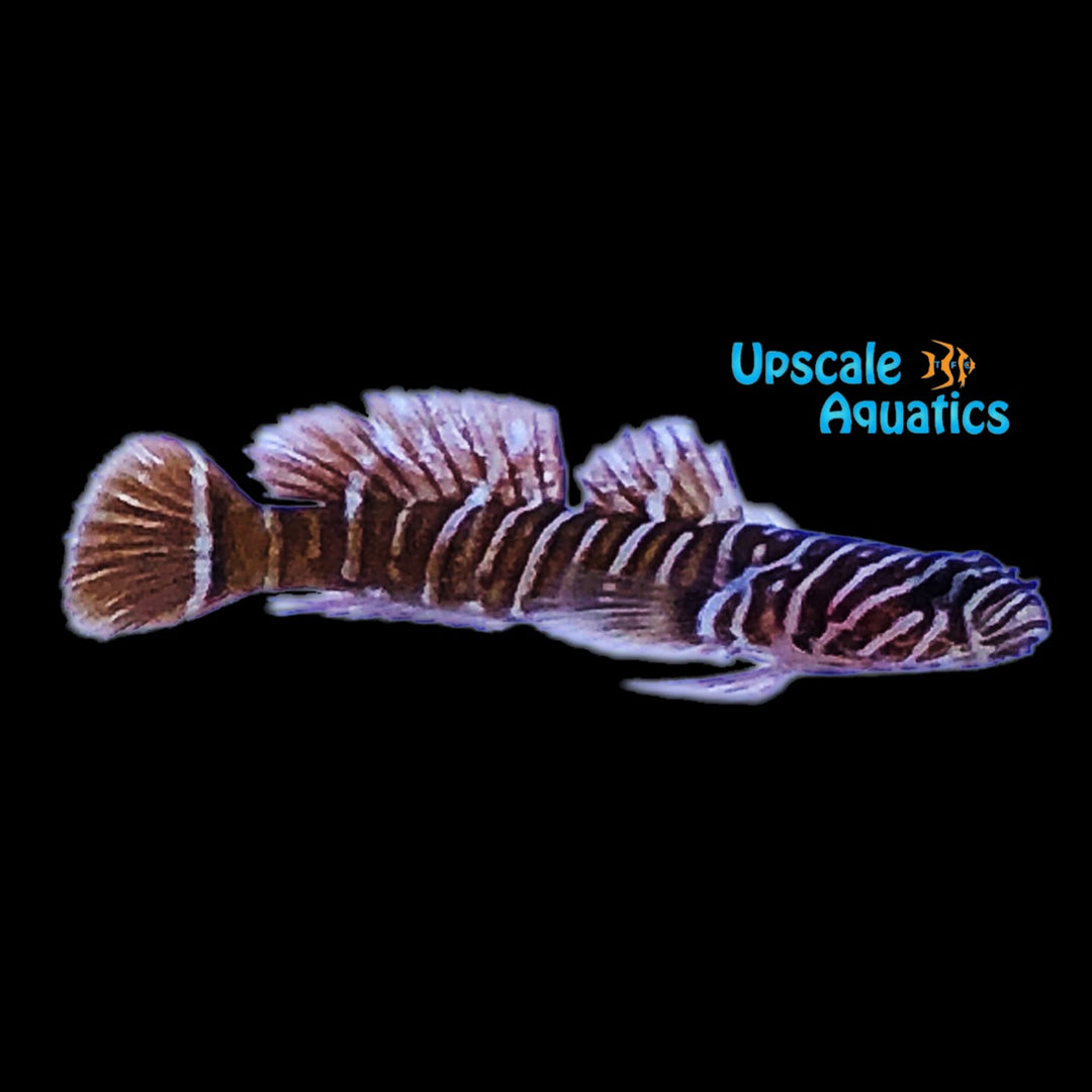 Split Banded Goby (Gymneleotris seminuda)