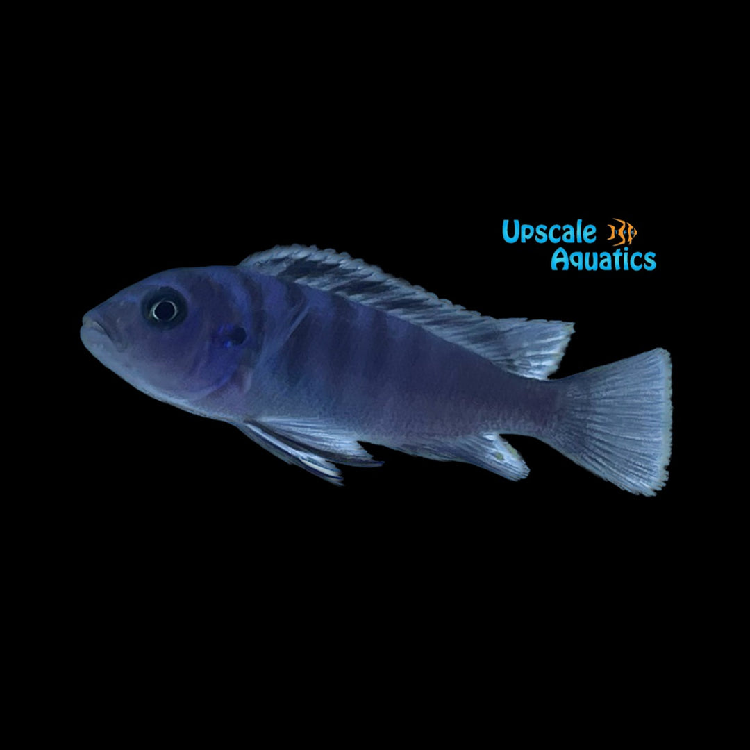 White Top Gallireya (Cynotilapia sp. Hara 'Gallireya Reef')