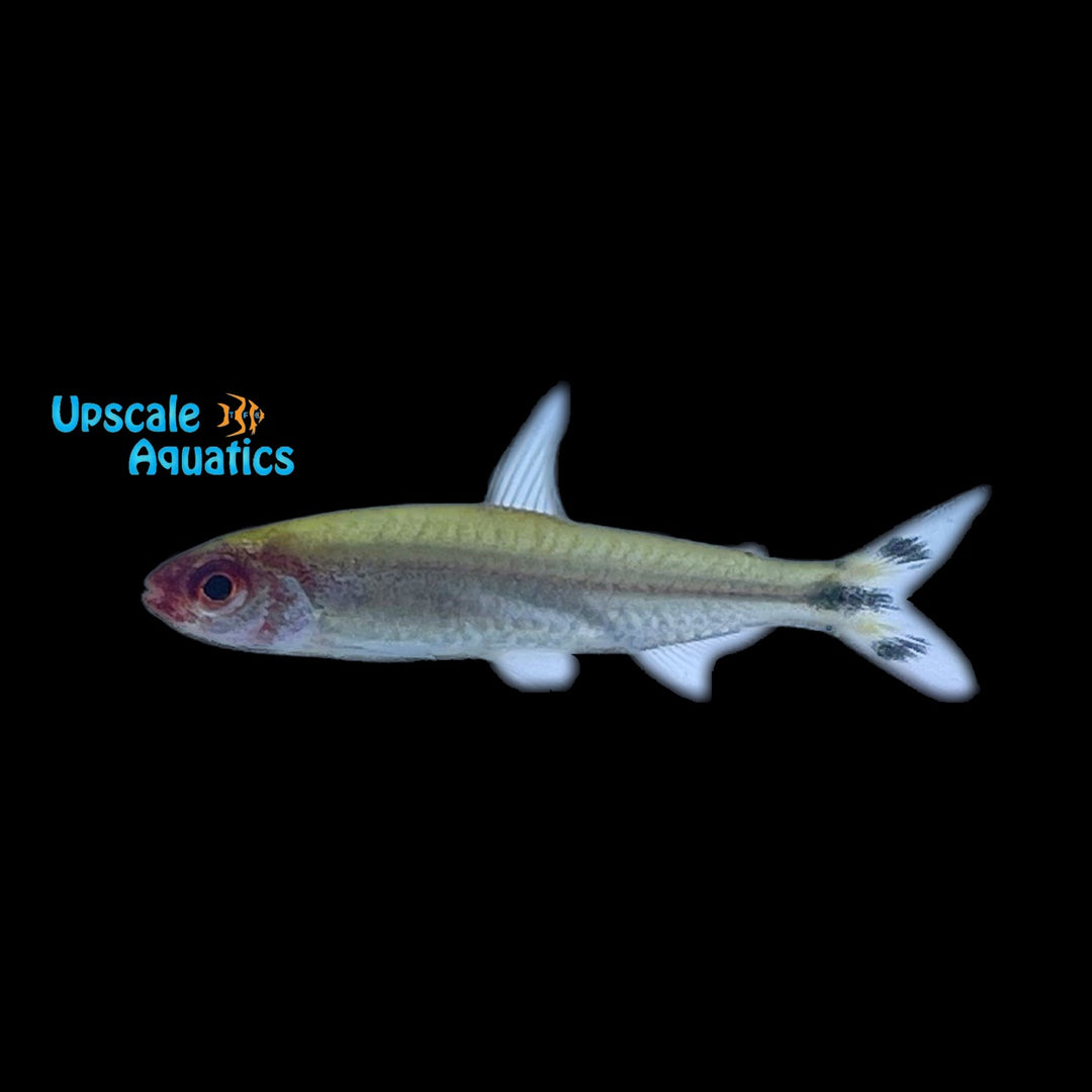 Brilliant Rummynose Tetra (Hemigrammus bleheri)