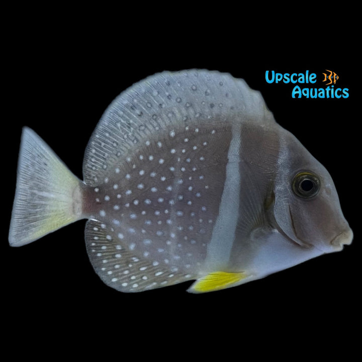 Mustard Tang (Acanthurus guttatus)