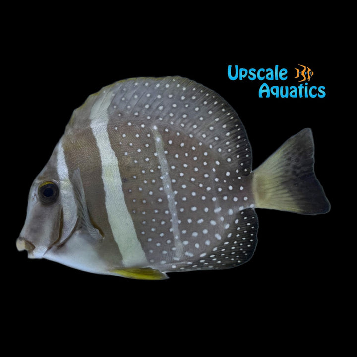 Mustard Tang (Acanthurus guttatus)