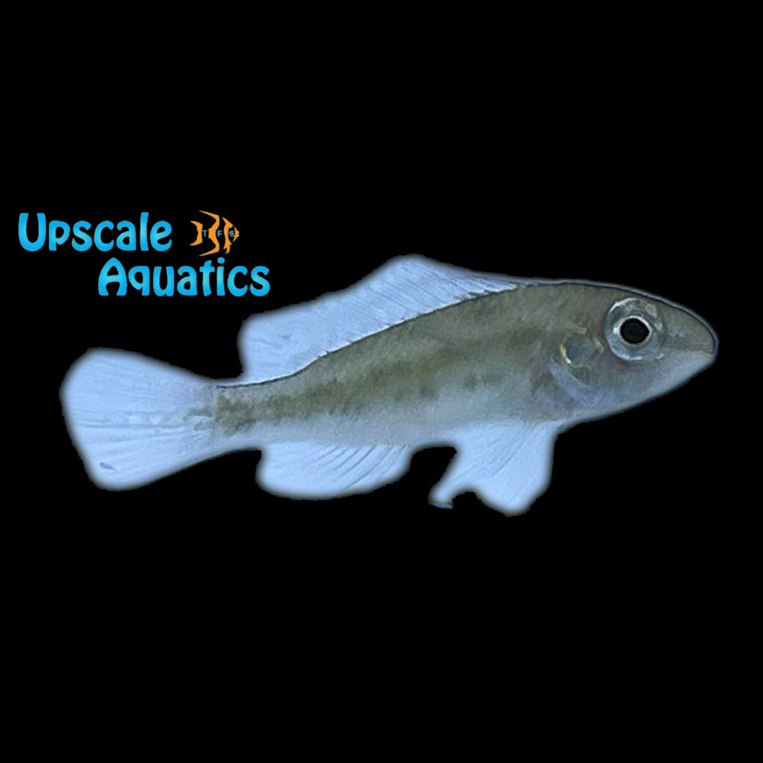 Warzel's Checkerboard Cichlid (Dicrossus warzeli)