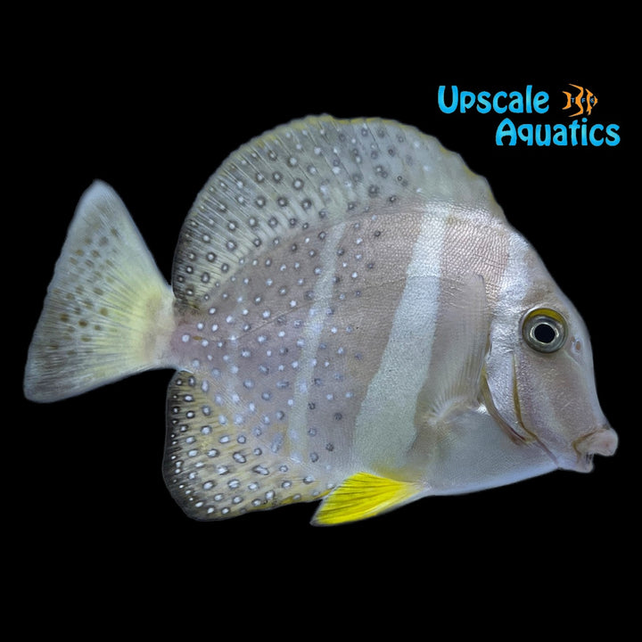 Mustard Tang (Acanthurus guttatus)