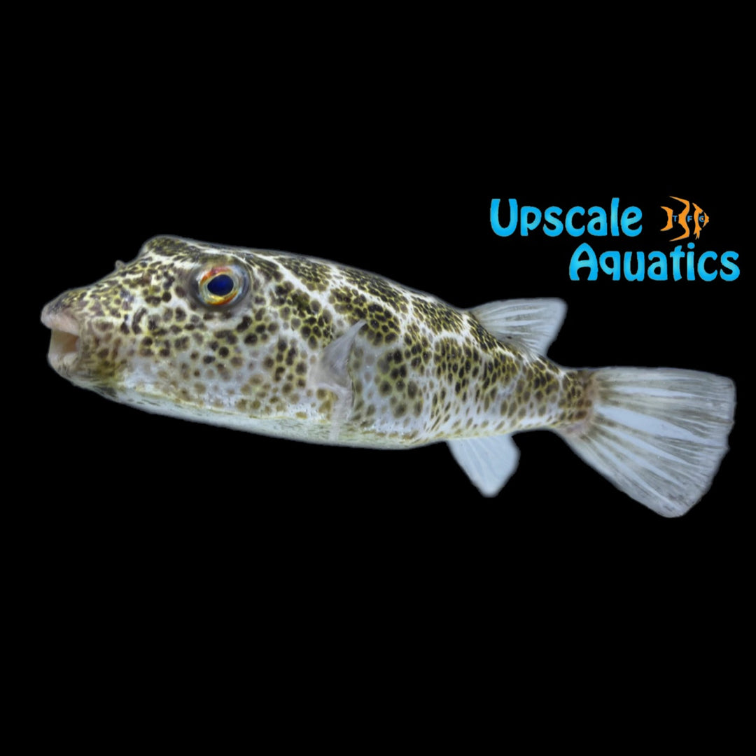 Checkered Puffer (Sphoeroides testudineus)