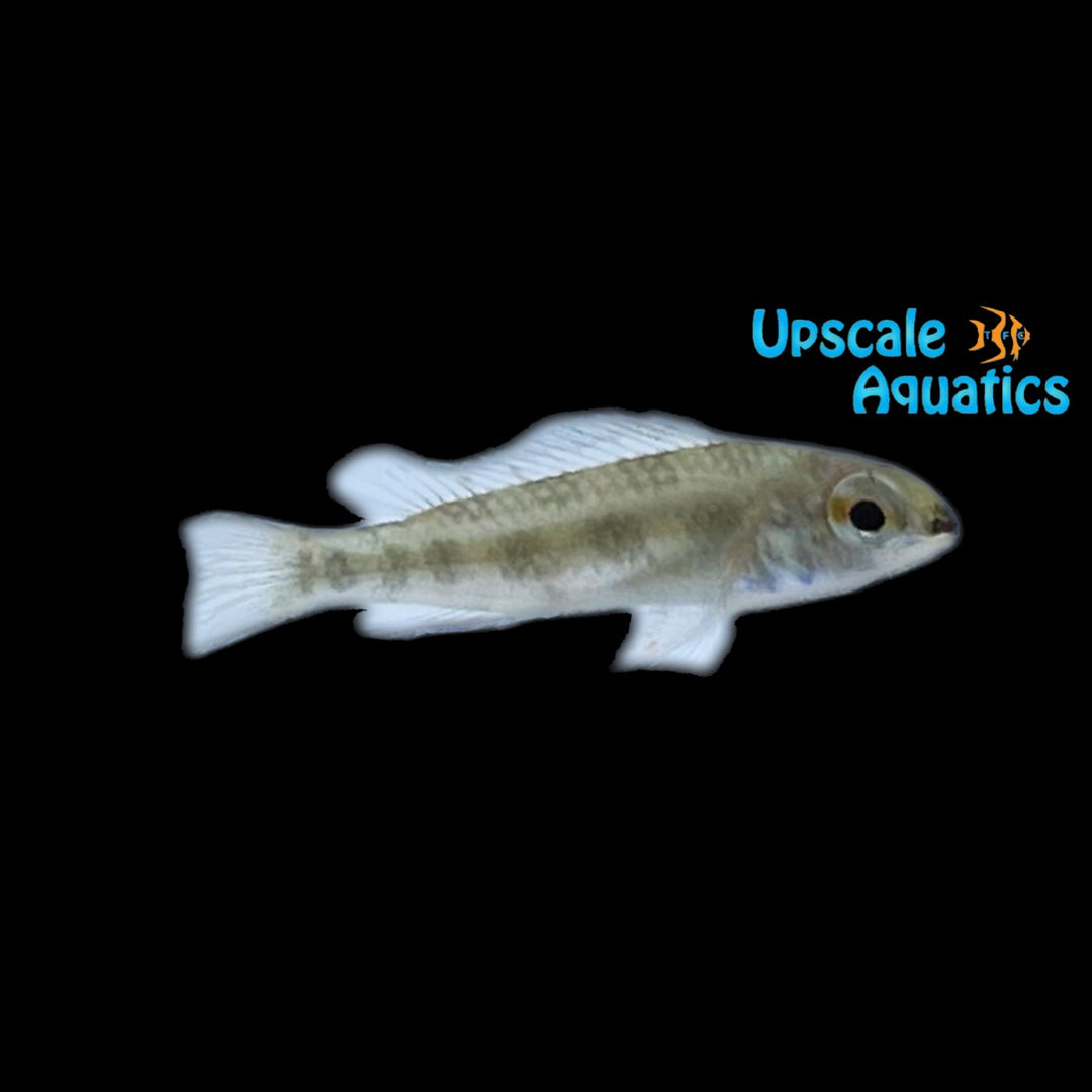 Lyretail Checkerboard Cichlid (Dicrossus filamentosus)