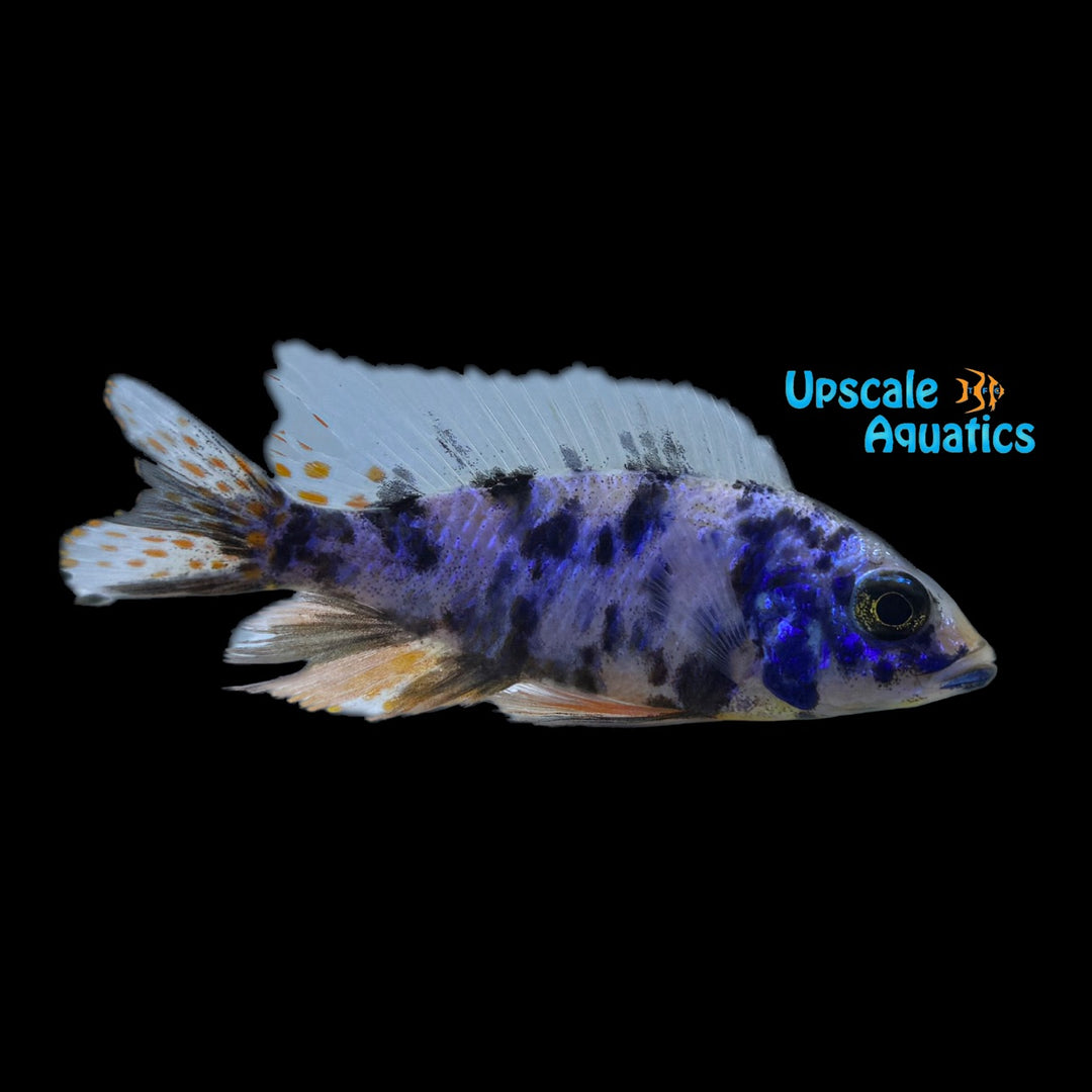 OB Jacobfreibergi Peacock (Aulonocara jacobfreibergi sp x.)