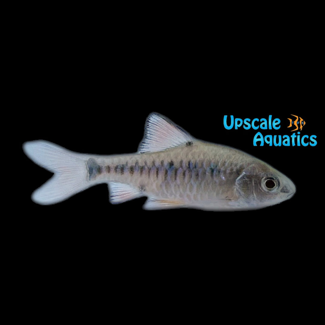 Checkered Barb (Oliotius oligolepis)