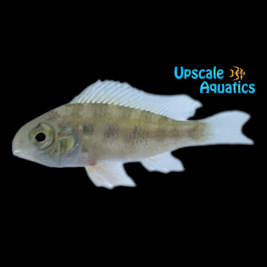 Giant Checkerboard 'Hercules' Cichlid (Crenicara punctulata)