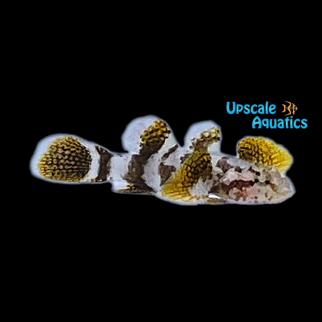 Yellowfin Stout Goby (Callogobius crassus)