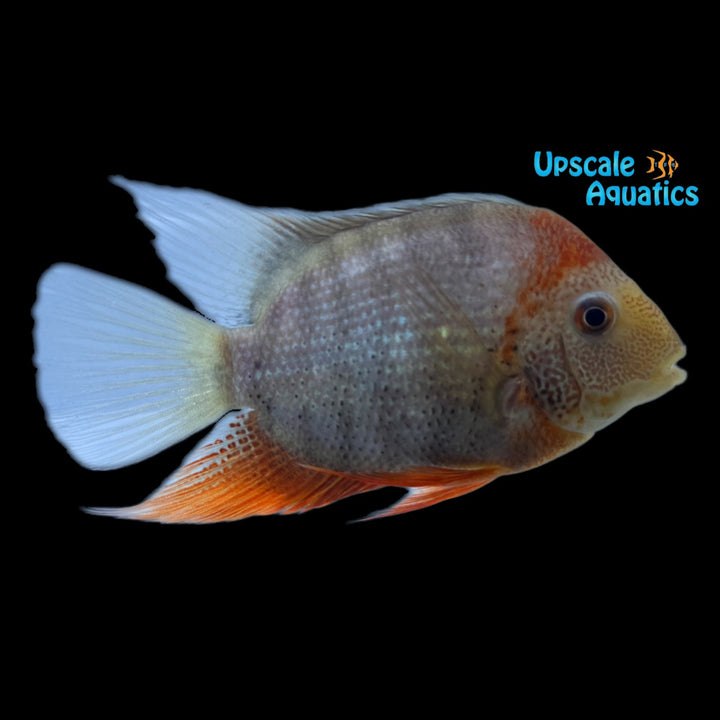 Red Shoulder Severum (Heros sp. rotkeil)