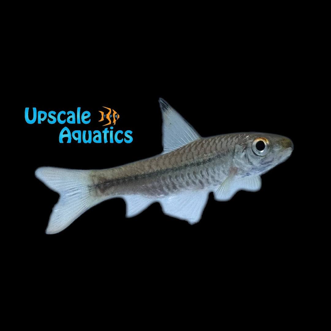 Sierra Leon Yellowfinned Barb (Enteromius leonensis)