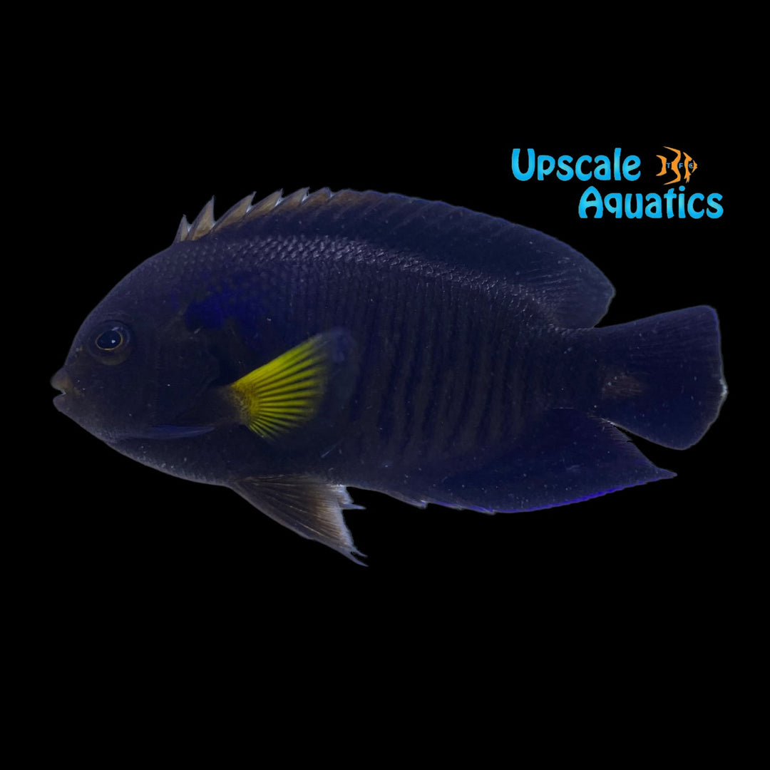 Yellowfin Angelfish (Centropyge flavipectoralis)
