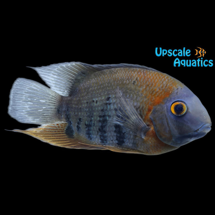 Red Shoulder Severum (Heros sp. rotkeil)