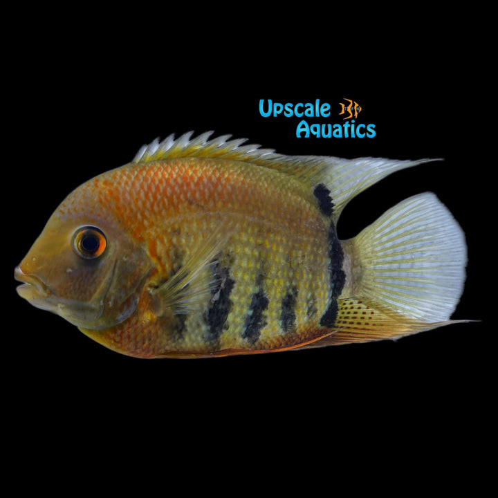 Red Shoulder Severum (Heros sp. rotkeil)