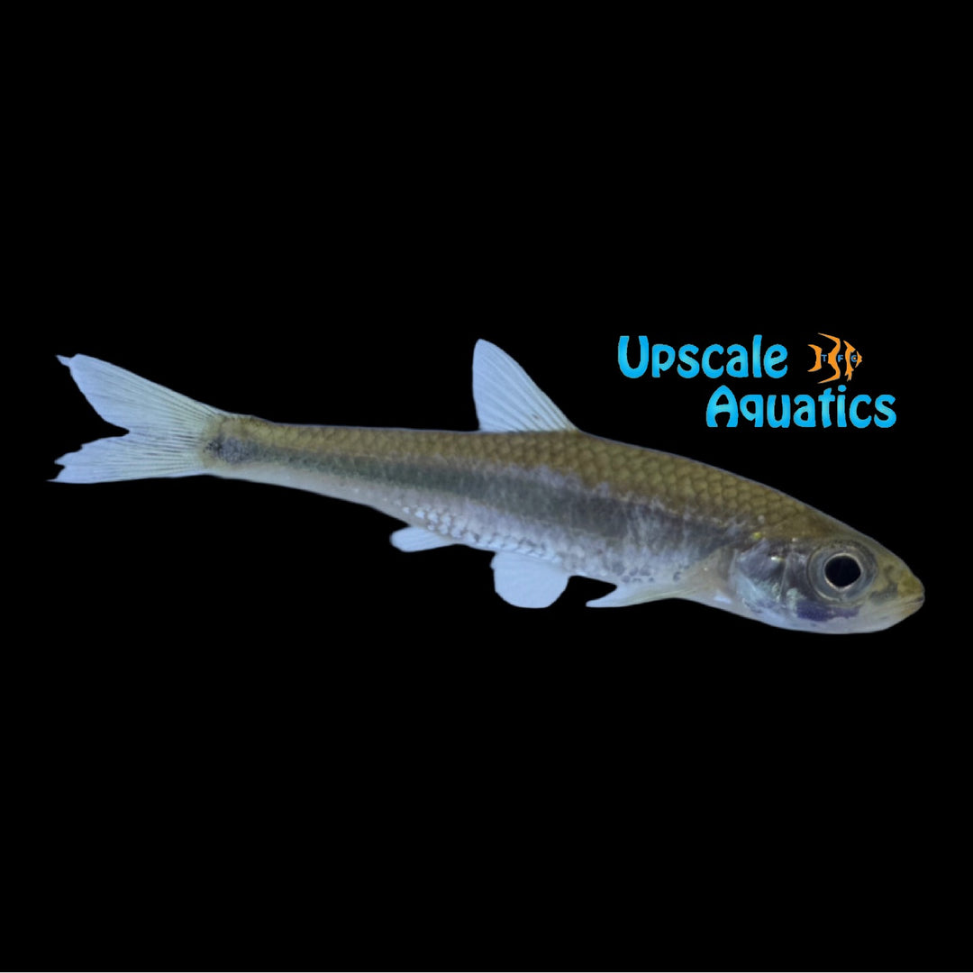 Sandbar Shiner (Notropis scepticus)