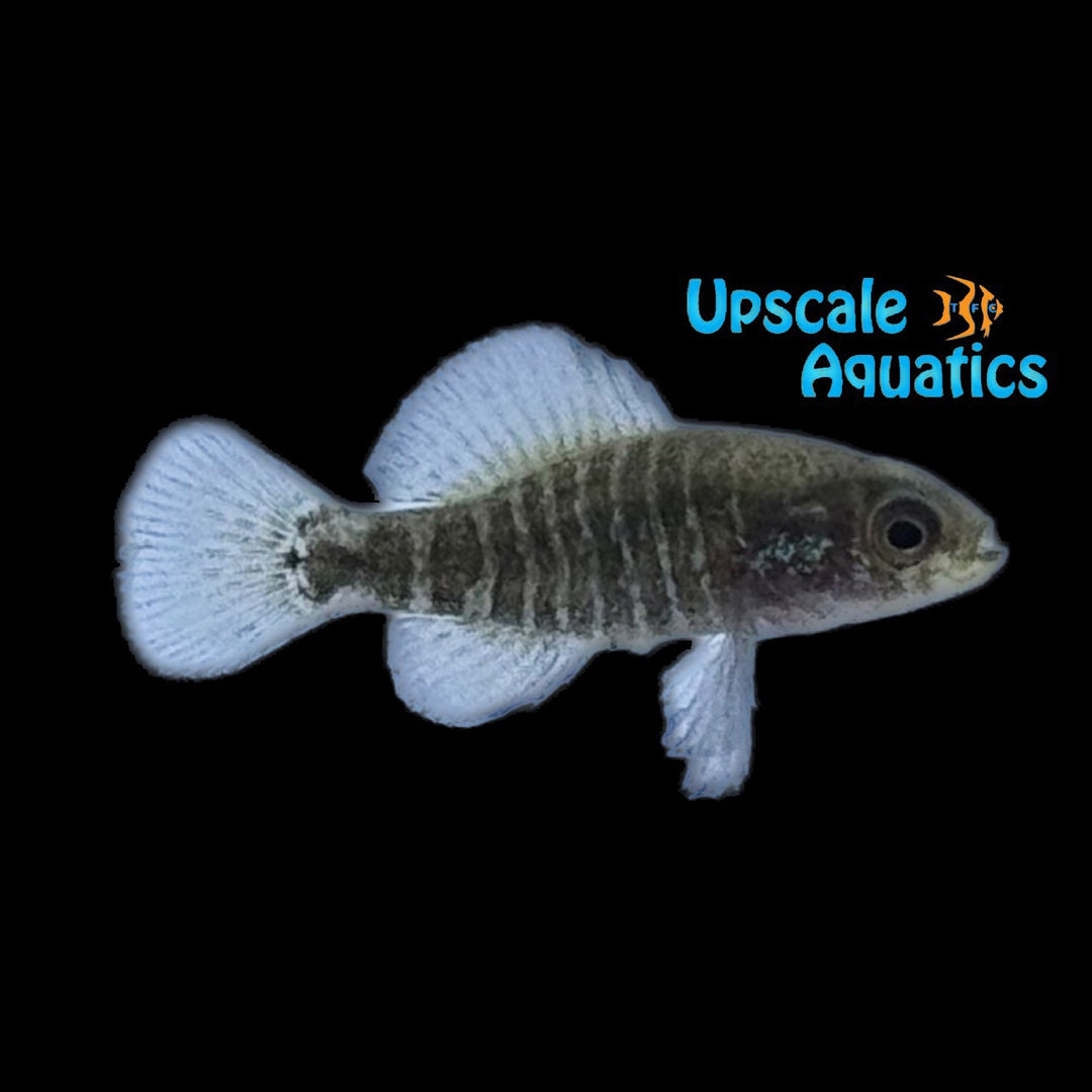 Bluebarred Pygmy Sunfish (Elassoma okatie)
