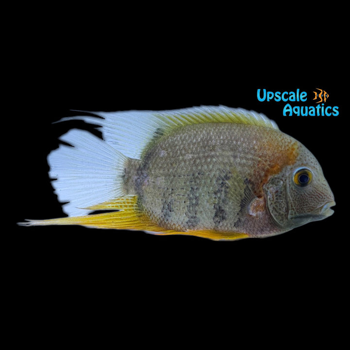 Red Shoulder Severum (Heros sp. rotkeil)