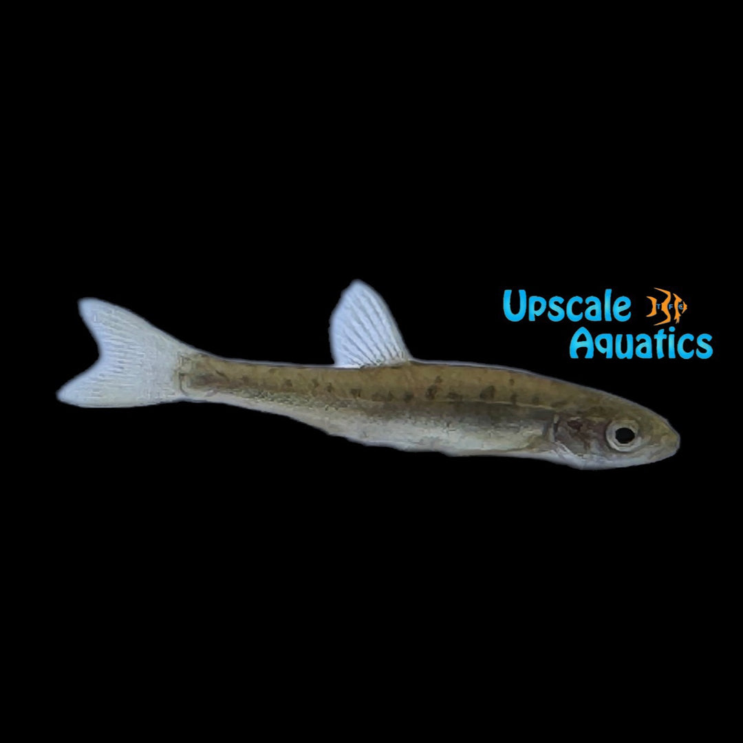 Mountain Redbelly Dace (Chrosomus oreas)