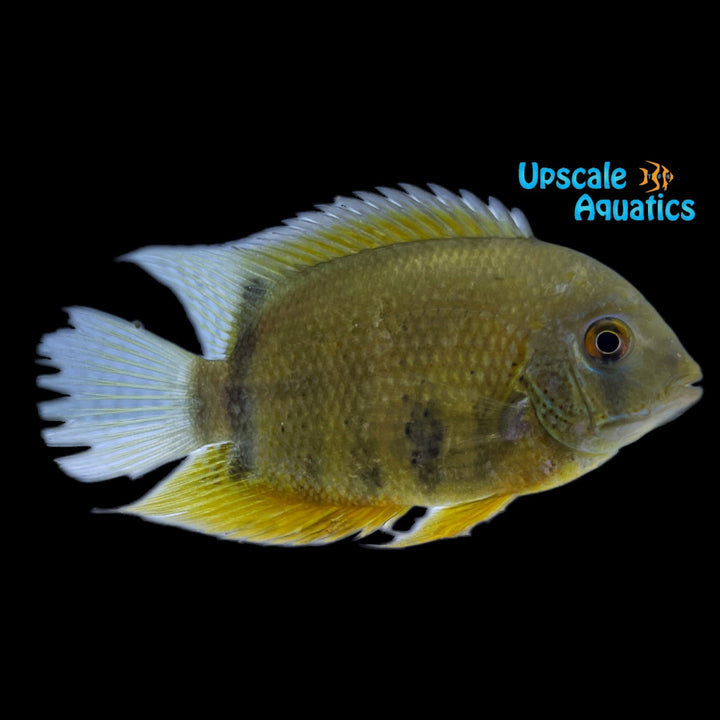 Red Shoulder Severum (Heros sp. rotkeil)