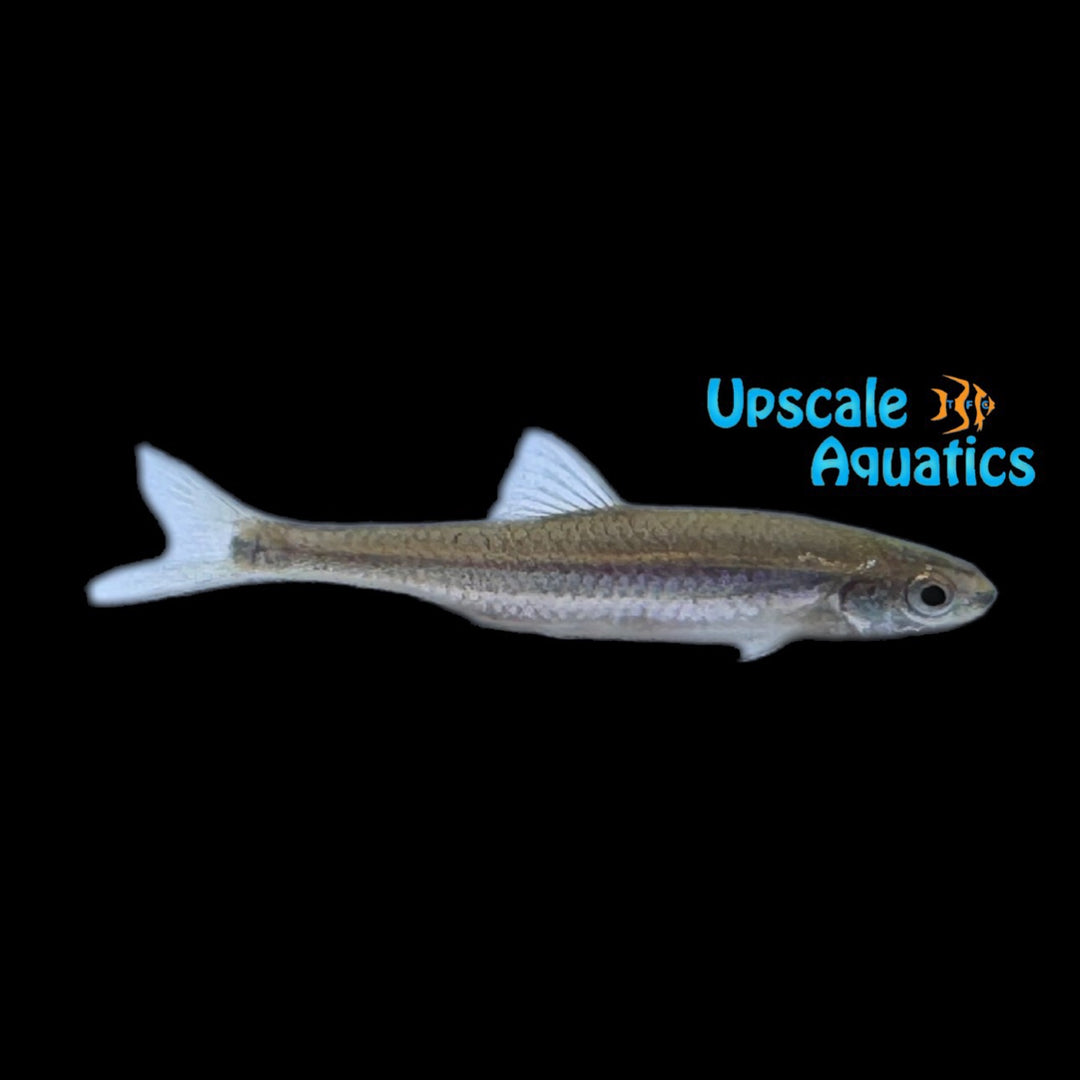 Ironcolor Shiner (Notropis chalybaeus)