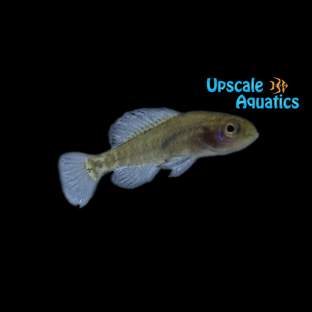 Gulfcoast Pygmy Sunfish (Elassoma gilberti)
