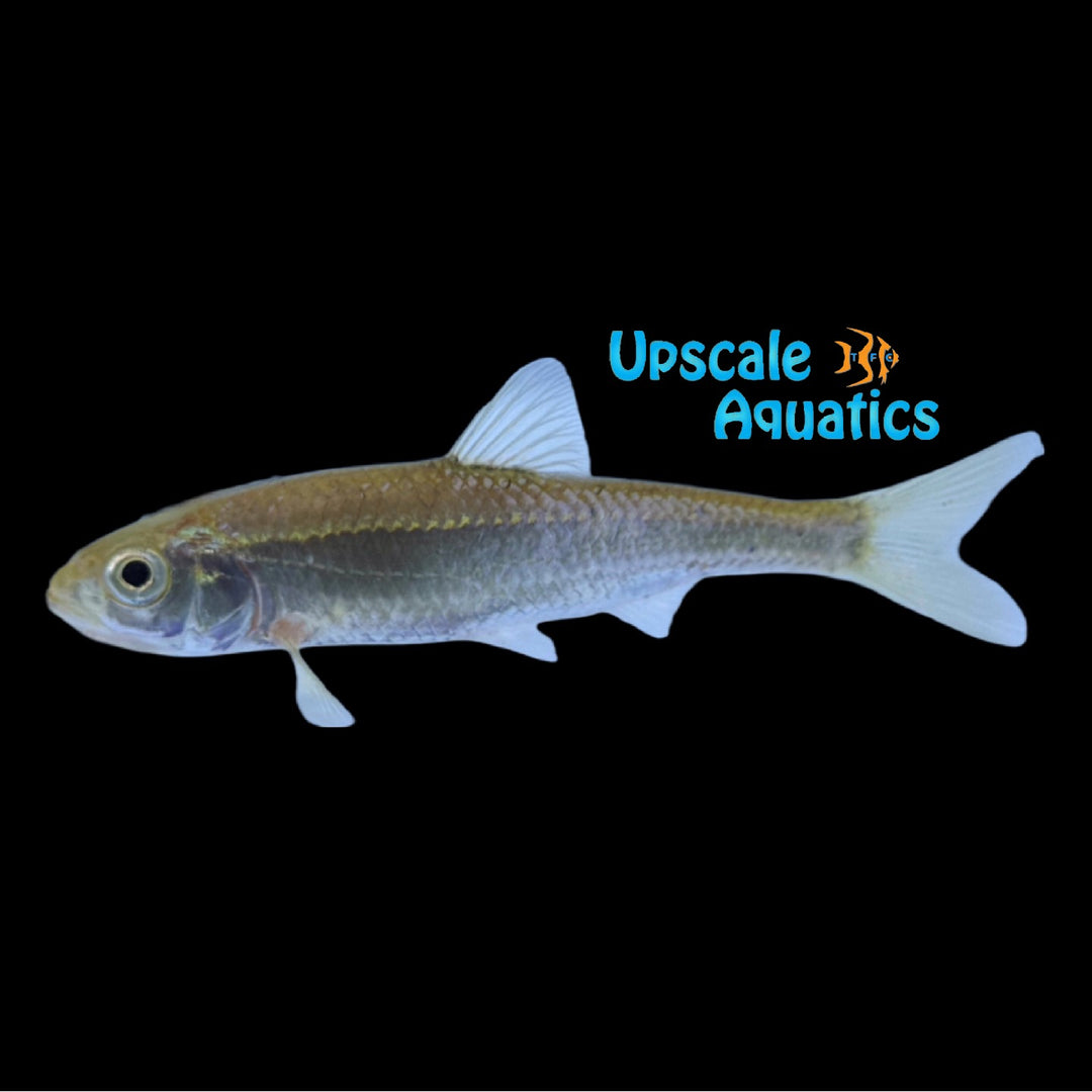 Striped Shiner (Luxilus chrysocephalus)