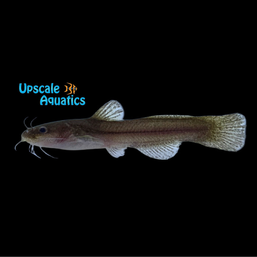 Speckled Madtom Catfish (Noturus leptacanthus)