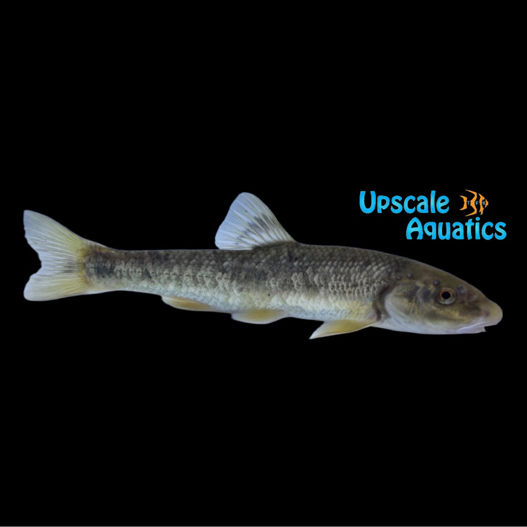 Central Stoneroller (Campostoma anomalum)