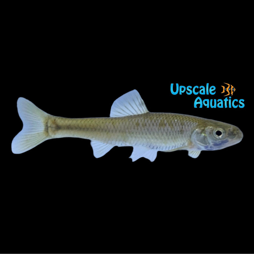 Bluntnose Minnow (Pimephales notatus)