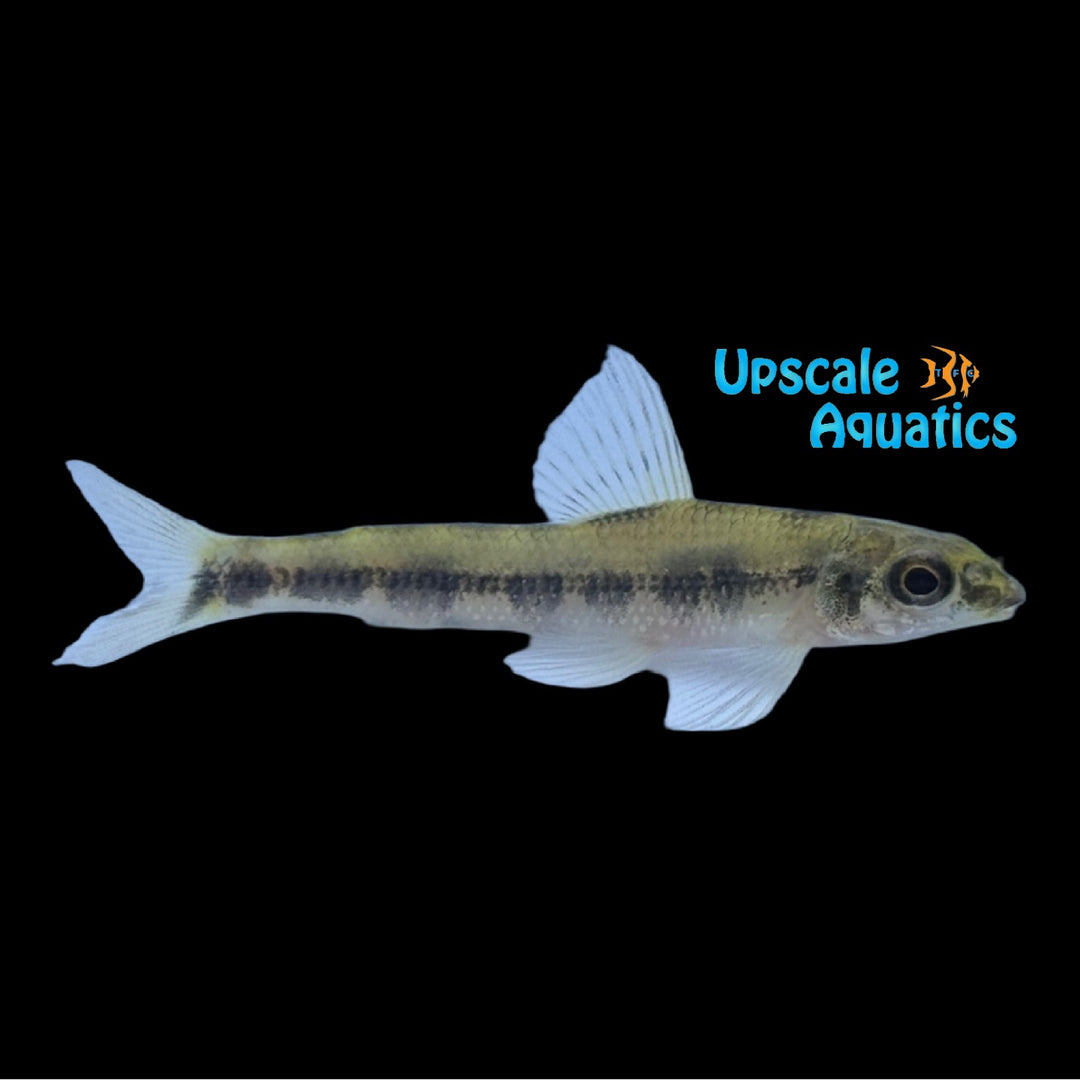Blotched Darter Tetra (Nannocharax macropterus)