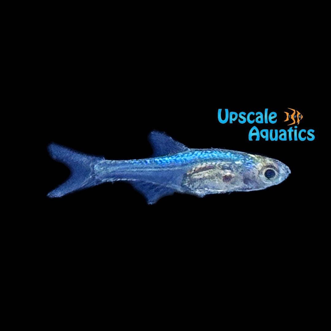 Neon Blue Rasbora (Sundadanio goblinus)