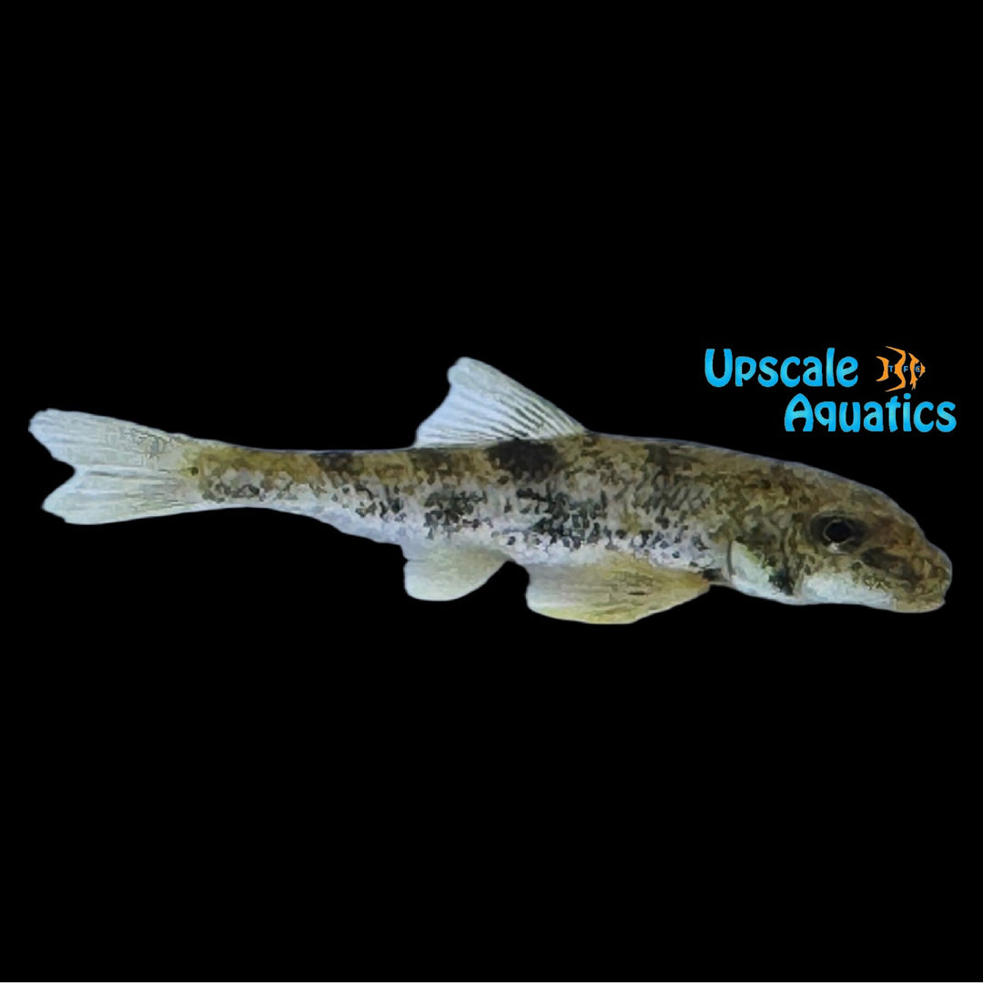 Northern Hogsucker (Hypentelium nigricans)
