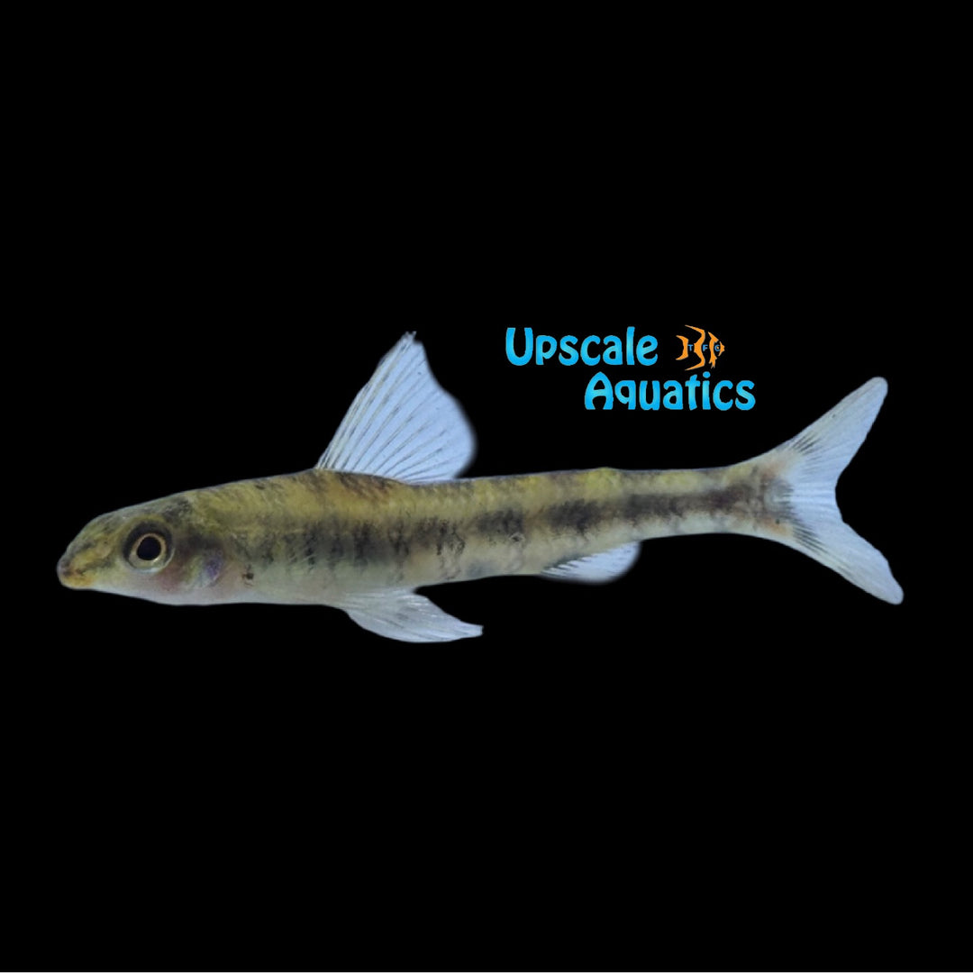 African Redlip Darter Tetra (Nannocharax rubrolabiatus)