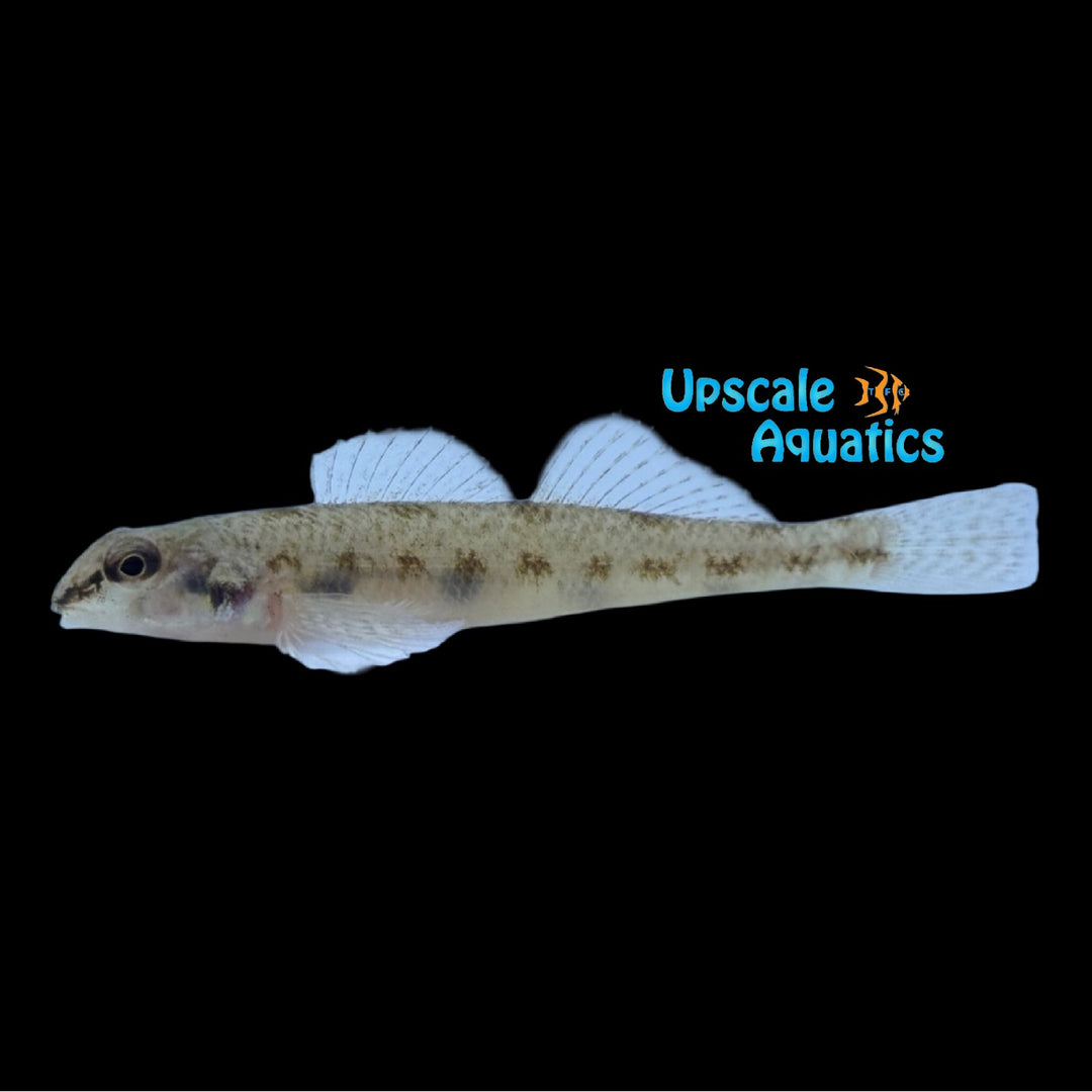 Tessellated Darter (Etheostoma olmstedi)