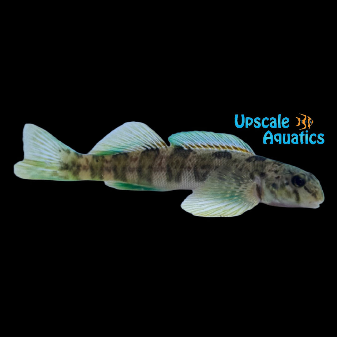 Greenside Darter (Etheostoma blennioides)