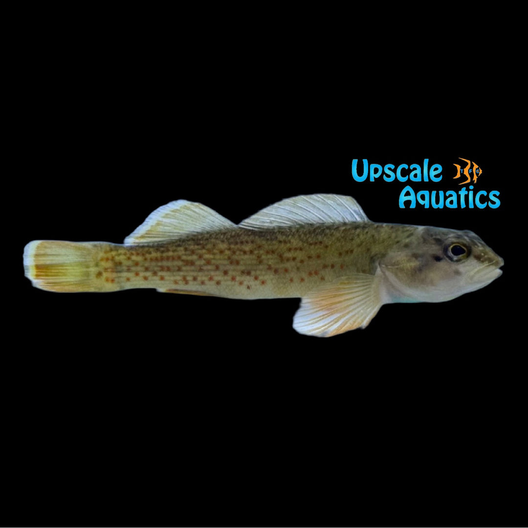 Bluebreast Darter (Etheostoma camurum)