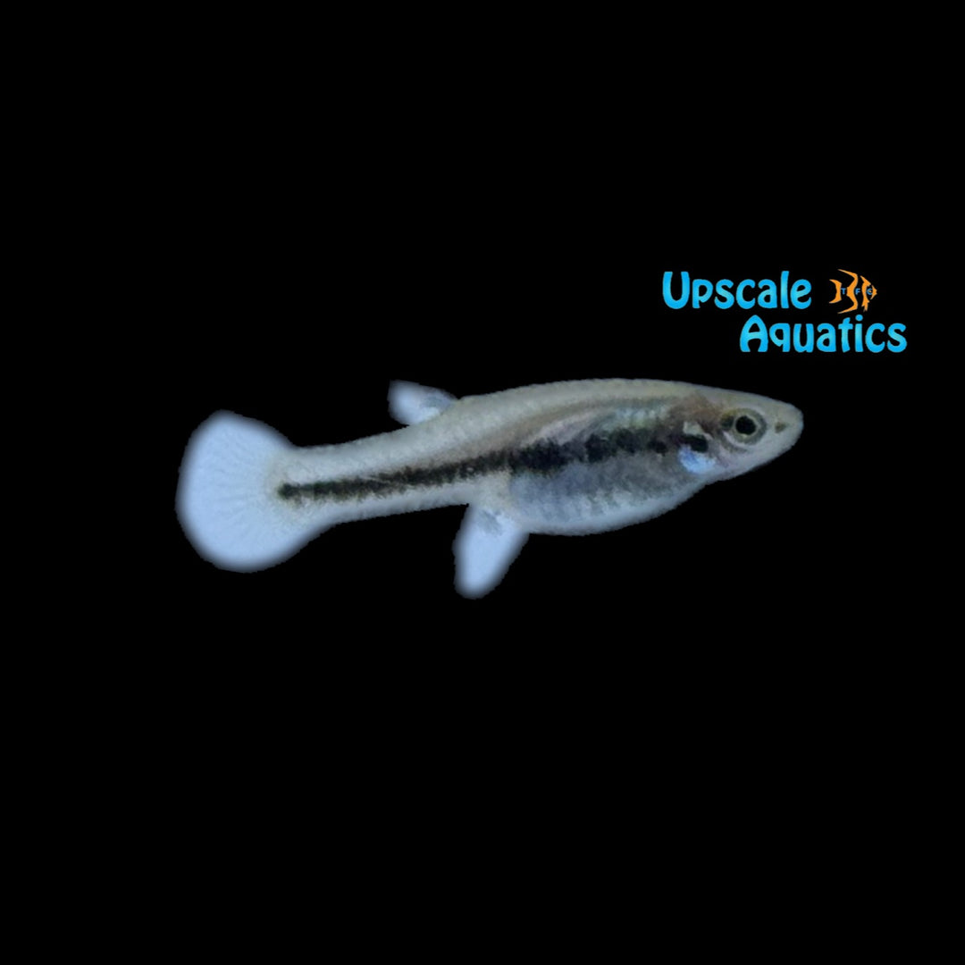 Least Killifish (Heterandria formosa)