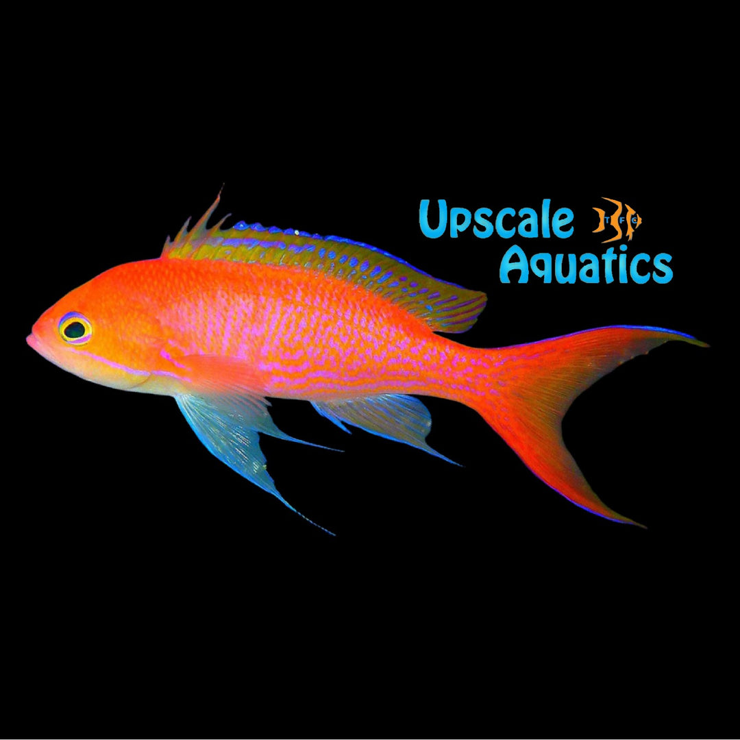Elongate Anthias (Pseudanthias elongatus)