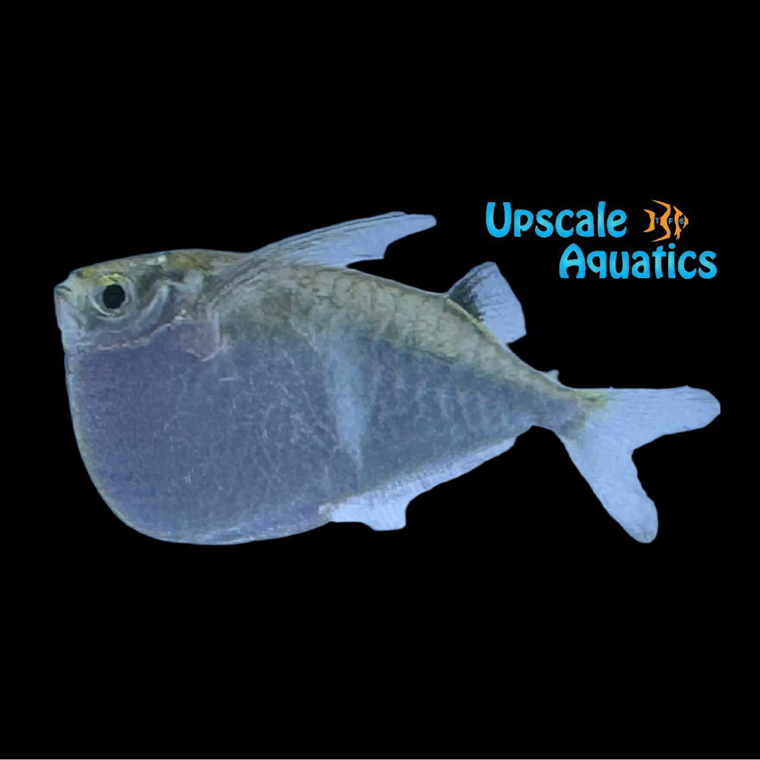 Giant Silver Hatchetfish (Thoracocharax securis)