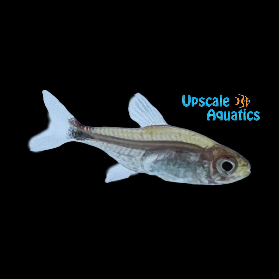 Ruby Tetra (Axelrodia riesei)