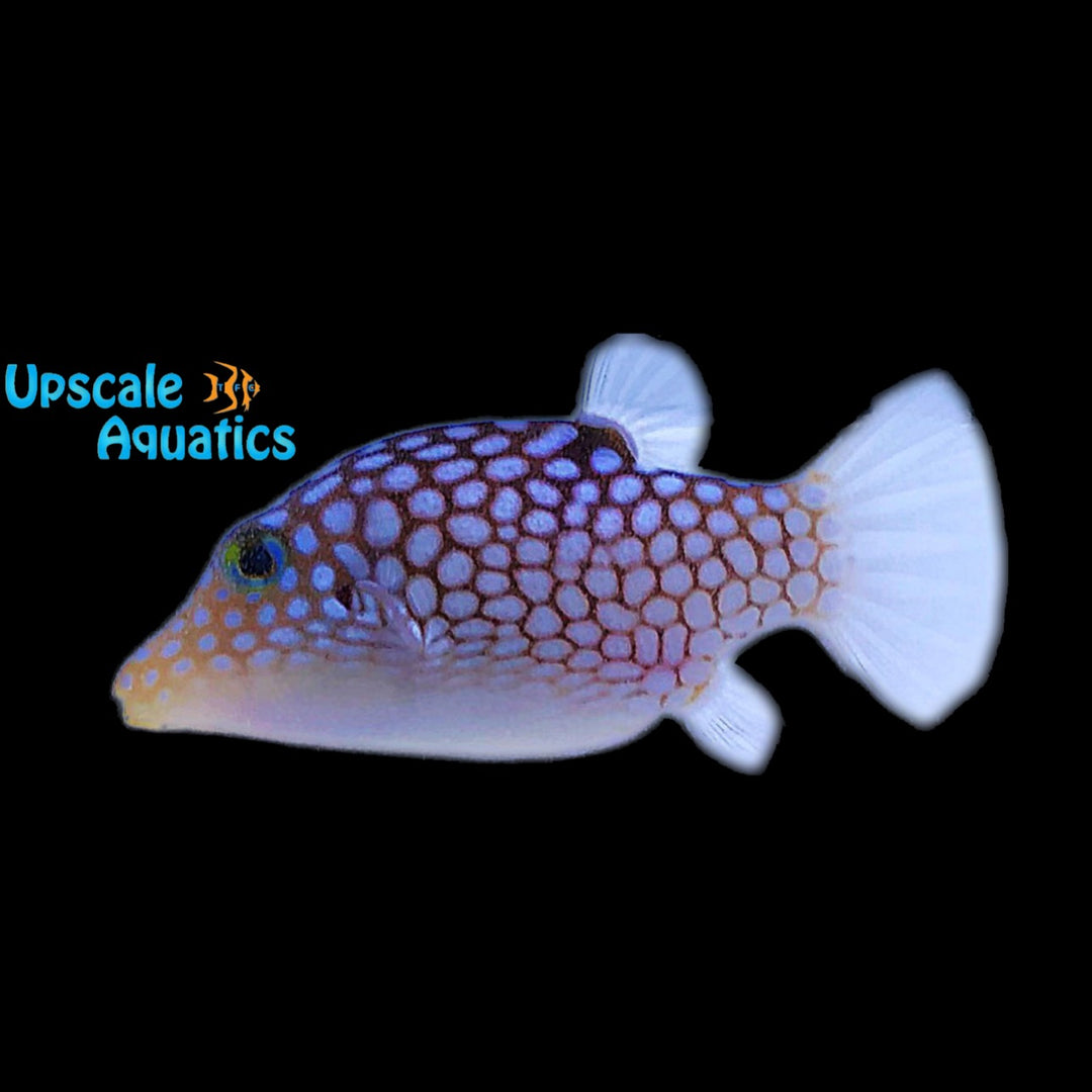 Hawaiian White Spotted Toby Puffer (Canthigaster jactator)