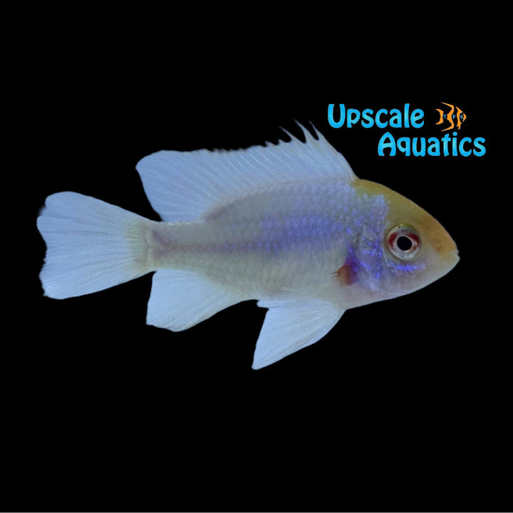 Platinum German Ram (Mikrogeophagus ramirezi 'Platinum')