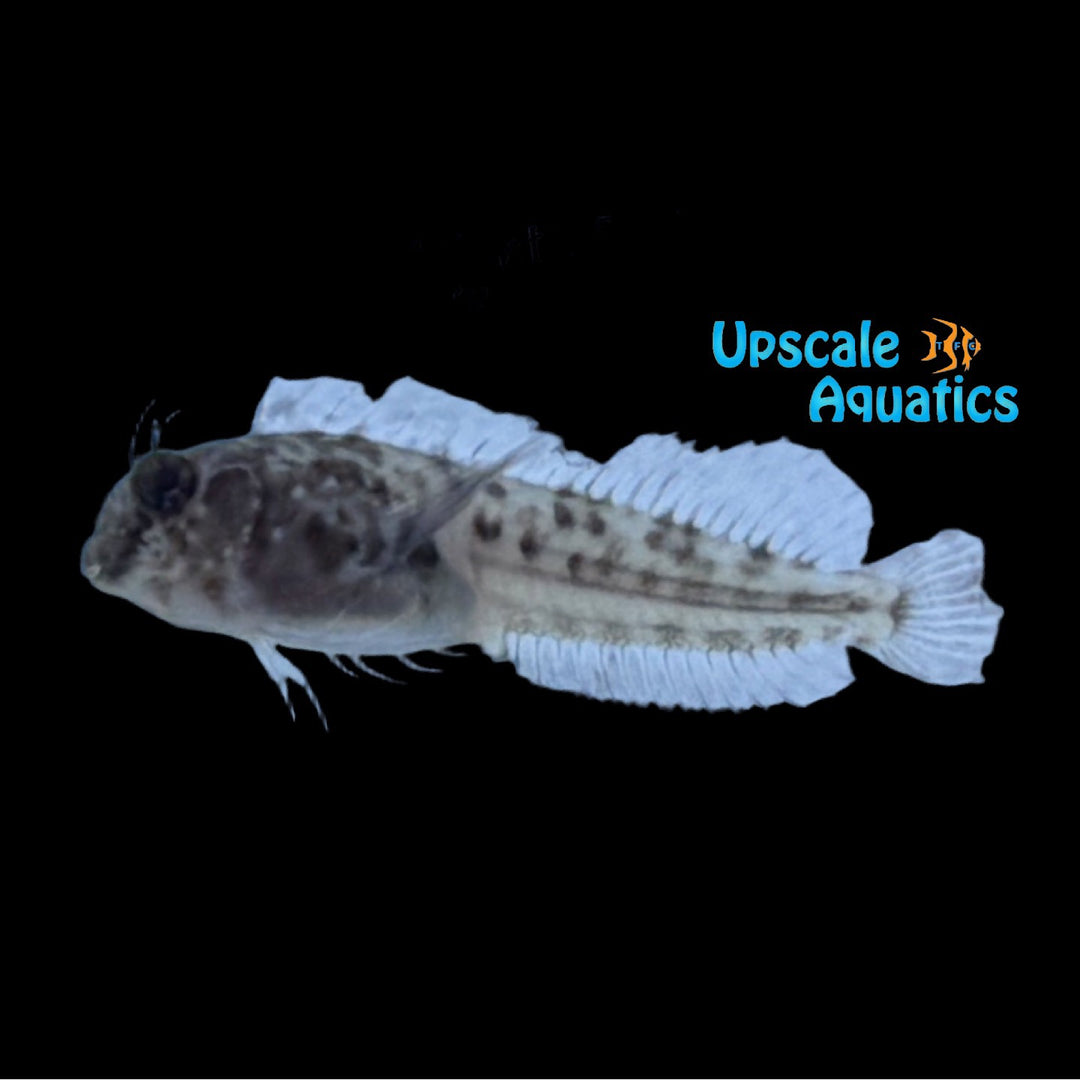 Atlantic Oyster Blenny - Captive Bred (Hypleurochilus pseudoaequipinnis)