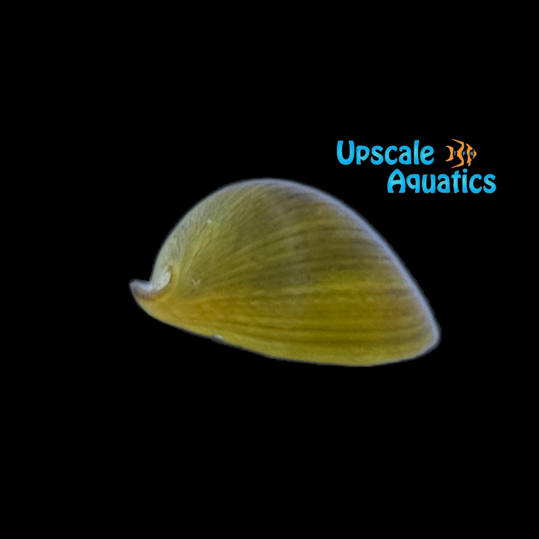 Yellow Helmet Nerite Snail (Neritina pulligera yellow)