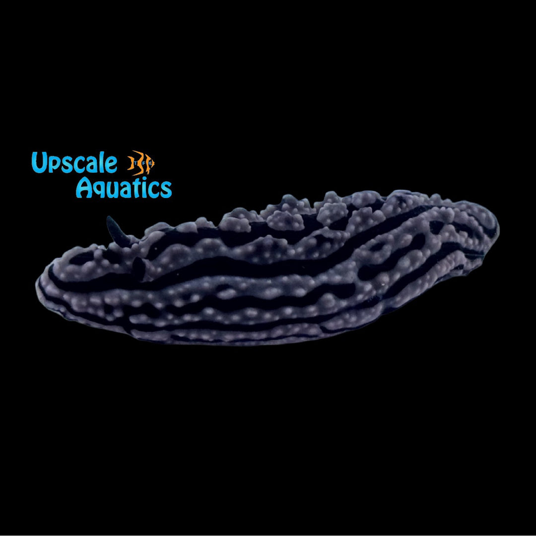 Zeylan Nudibranch (Phyllidiella zeylanica)