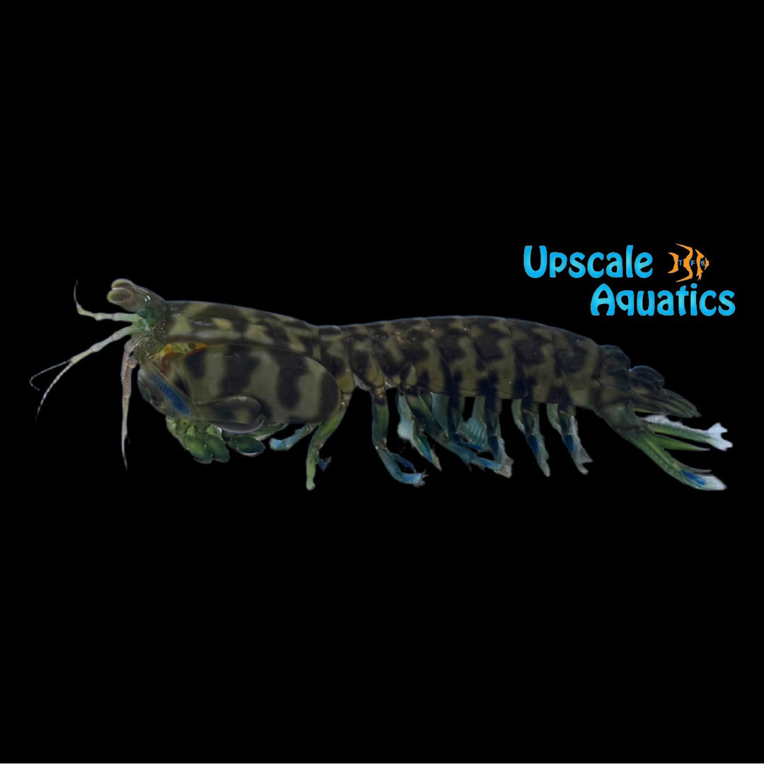Philippine Mantis Shrimp (Gonodactylus falcatus)