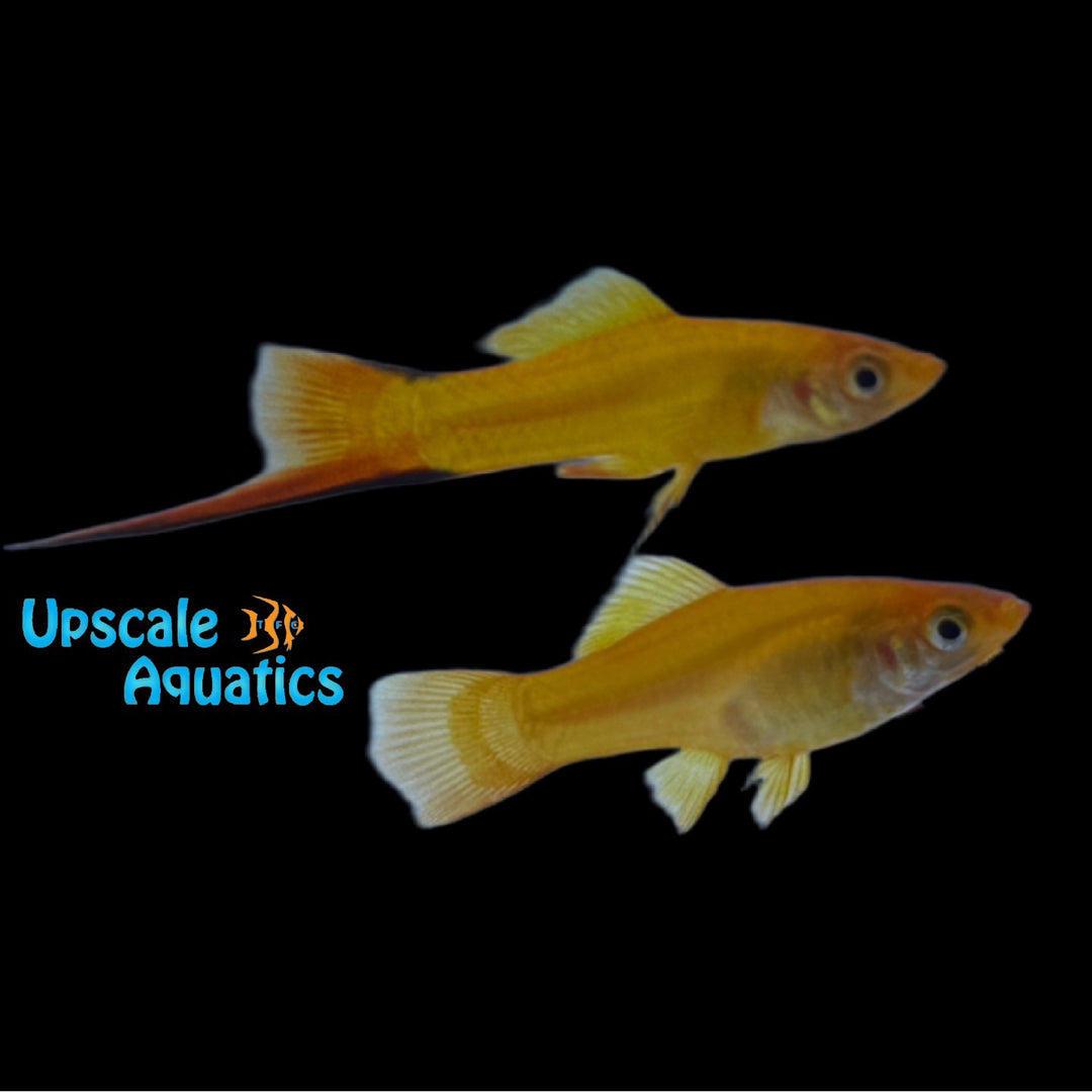 Marigold Twinbar Swordtail (Xiphophorus helleri)