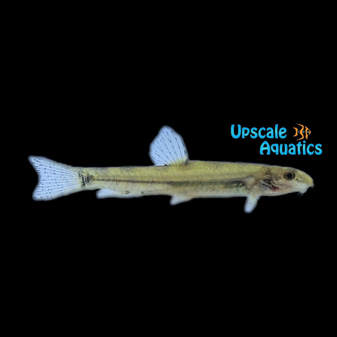Forked Loach (Lepidocephalichthys furcatus)